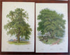 Tree Prints Lot x 15 color chromolithographed c. 1890's Holly Ash Spruce Walnut