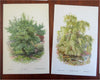 Tree Prints Lot x 15 color chromolithographed c. 1890's Holly Ash Spruce Walnut