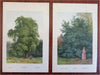 Tree Prints Lot x 10 Chromolithographed c. 1890's Beech Yew Poplar Laurel prints