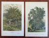 Tree Prints Lot x 10 Chromolithographed c. 1890's Beech Yew Poplar Laurel prints