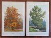 Tree Prints Lot x 10 Chromolithographed c. 1890's Beech Yew Poplar Laurel prints