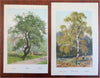 Tree Prints Lot x 10 Chromolithographed c. 1890's Beech Yew Poplar Laurel prints