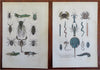 Insects Fish Mammals Birds 1869 Lot x 12 Zoological prints Sharks Camels Giraffe