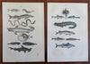 Insects Fish Mammals Birds 1869 Lot x 12 Zoological prints Sharks Camels Giraffe