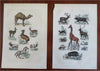 Insects Fish Mammals Birds 1869 Lot x 12 Zoological prints Sharks Camels Giraffe