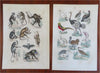 Insects Fish Mammals Birds 1869 Lot x 12 Zoological prints Sharks Camels Giraffe