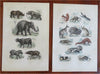 Insects Fish Mammals Birds 1869 Lot x 12 Zoological prints Sharks Camels Giraffe