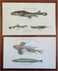 Fish Print Lot x 6 Hand c. 1801-12 engraved print lot original hand color