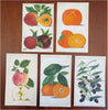 Fruit Varieties Apples Oranges Plums Olives 1887 Lot x 5 color litho prints