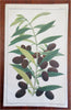Fruit Varieties Apples Oranges Plums Olives 1887 Lot x 5 color litho prints