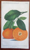 Fruit Varieties Apples Oranges Plums Olives 1887 Lot x 5 color litho prints