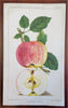 Fruit Varieties Apples Oranges Plums Olives 1887 Lot x 5 color litho prints