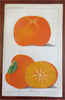 Fruit Varieties Apples Oranges Plums Olives 1887 Lot x 5 color litho prints