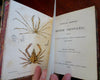 British Crustaceans Crab Shrimp Lobster 1857 White 20 hand color plates book