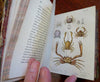 British Crustaceans Crab Shrimp Lobster 1857 White 20 hand color plates book