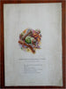 Johnny Squirrel Right & Left Hand c. 1905 color pictorial children's story book