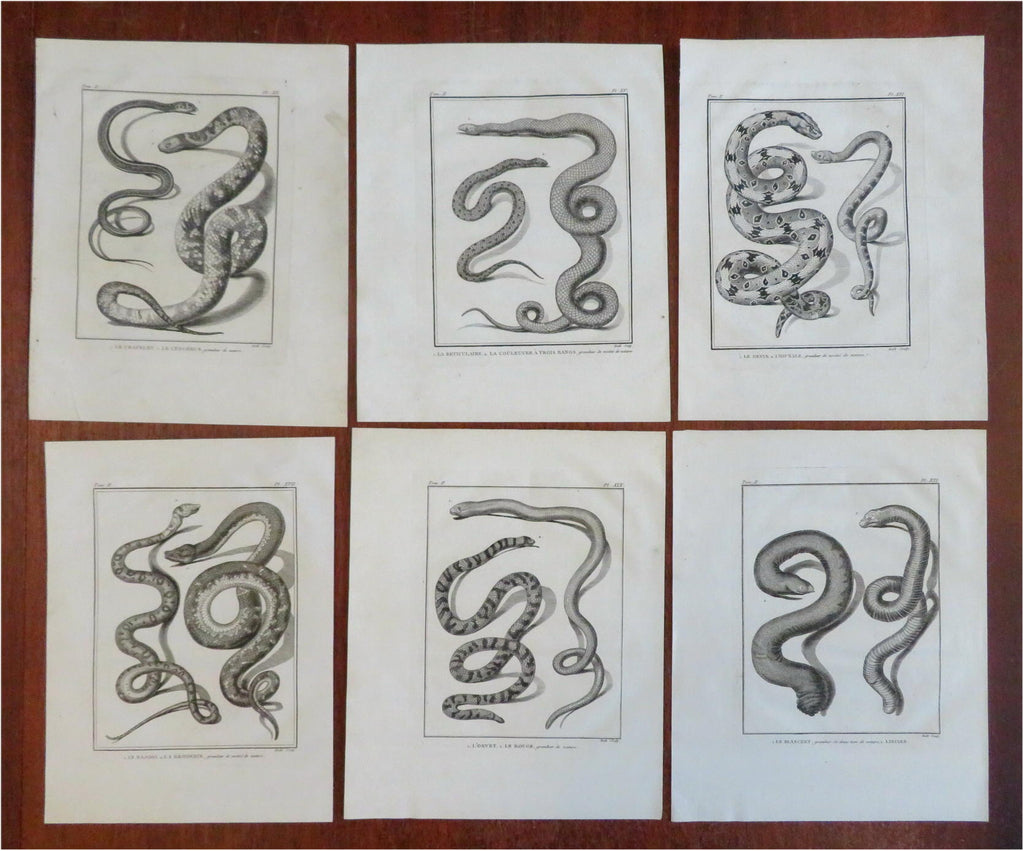 Ophidians Snake Zoological Prints c. 1770 Lot x 6 Didot Hulk engraved prints