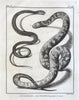 Ophidians Snake Zoological Prints c. 1770 Lot x 6 Didot Hulk engraved prints