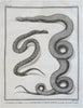 Ophidians Snake Zoological Prints c. 1770 Lot x 6 Didot Hulk engraved prints