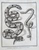Ophidians Snake Zoological Prints c. 1770 Lot x 6 Didot Hulk engraved prints