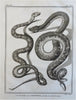 Ophidians Snake Zoological Prints c. 1770 Lot x 6 Didot Hulk engraved prints