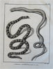Ophidians Snake Zoological Prints c. 1770 Lot x 6 Didot Hulk engraved prints