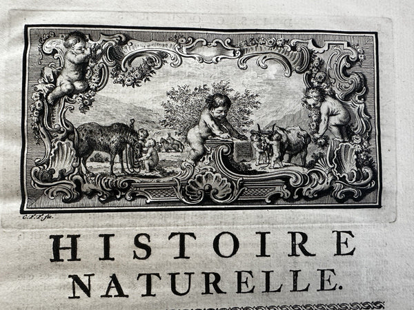 Natural History 1766 rare Dutch Book engraved plates Amsterdam Buffon Schneider