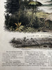 Antediluvian World Tertiary Oolite system 1849 Reynolds hand colored rare print