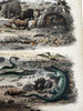 Antediluvian World Tertiary Oolite system 1849 Reynolds hand colored rare print