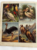 Visit to Menagerie Zoo animals  1860’s McLoughlin color chromo juvenile book