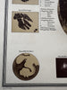Moon chart w/dated features craters 1892 Sohr-Berghaus detailed color print
