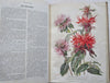 French Horticultural Review 1916 Botanical Flower Journal 12 color plates & pics