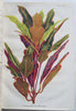 Horticultural Review 1925 Botanical Journal 24 color litho plates flowers fruits