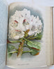 Horticultural Review 1912 Botanical Journal 24 color litho plates flowers fruits