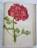 Horticultural Review 1912 Botanical Journal 24 color litho plates flowers fruits