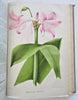 Horticultural Review 1912 Botanical Journal 24 color litho plates flowers fruits