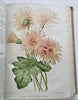 Horticultural Review 1915 Botanical Journal 24 color litho plates flowers fruits