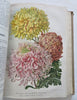 Horticultural Review 1915 Botanical Journal 24 color litho plates flowers fruits