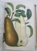 Horticultural Review 1915 Botanical Journal 24 color litho plates flowers fruits