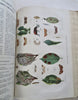 Horticultural Review 1915 Botanical Journal 24 color litho plates flowers fruits