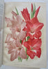 Botanical 1913 Journal 24 color litho flowers fruit plates Horticultural Review