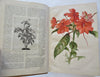 Botanical 1913 Journal 24 color litho flowers fruit plates Horticultural Review