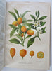 Botanical 1913 Journal 24 color litho flowers fruit plates Horticultural Review