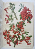 Botanical 1913 Journal 24 color litho flowers fruit plates Horticultural Review