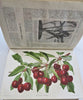 Botanical 1913 Journal 24 color litho flowers fruit plates Horticultural Review