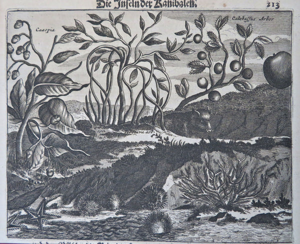 Cannibal Island Pacific Exploration Flora Fauna Landscape 1673 old antique print