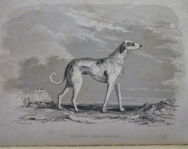 Dogs Anecdotes Terriers Greyhounds Beagle Spaniel 1866 Jesse 19 engraving book