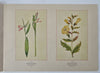 Wild Flowers of North America Botanical Weekly 1894 Maud Humphrey color art