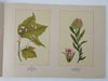 Wild Flowers of North America Botanical Weekly 1894 Maud Humphrey color art