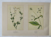 Wild Flowers of North America Botanical Weekly 1894 Maud Humphrey color art